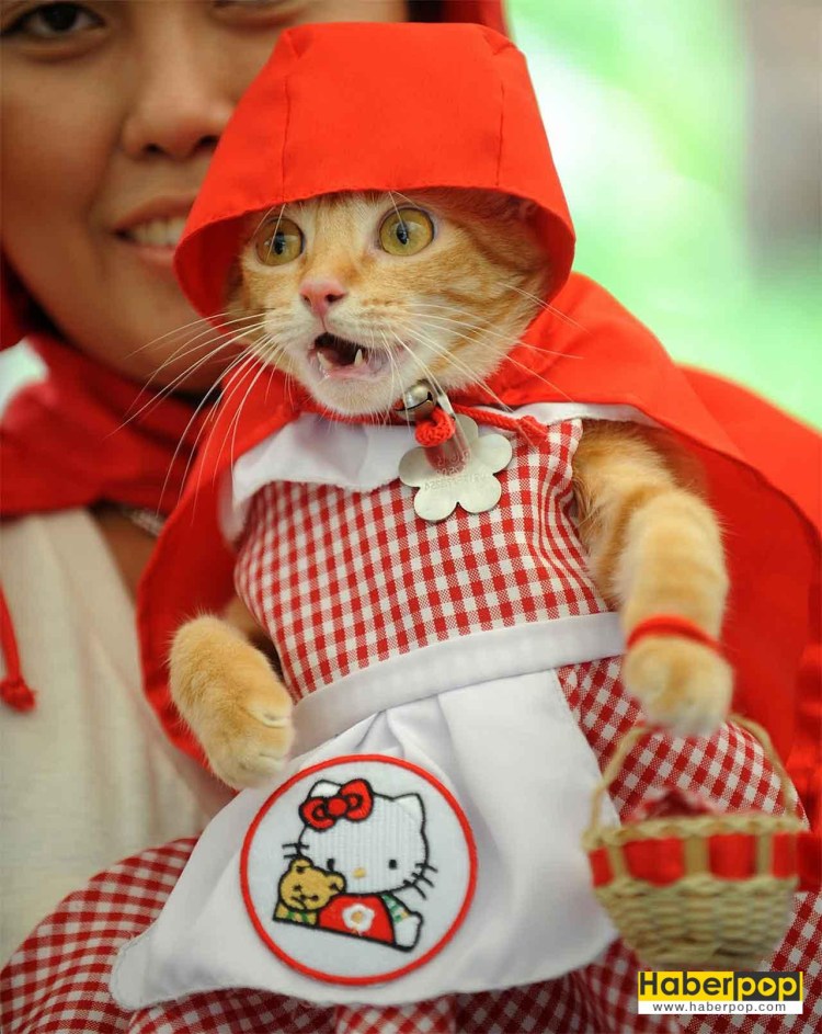 Кот в костюме