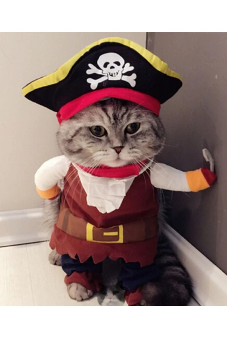 Прикольные костюмы для кошек