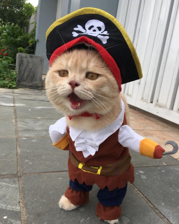 Костюмы для котов