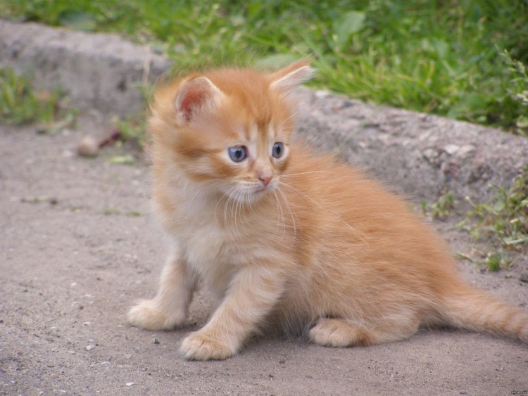 Рыжий пушистый котенок