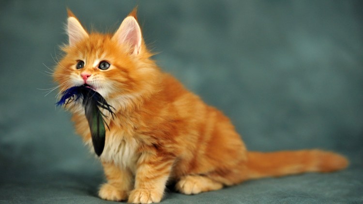 Рыжий котёнок