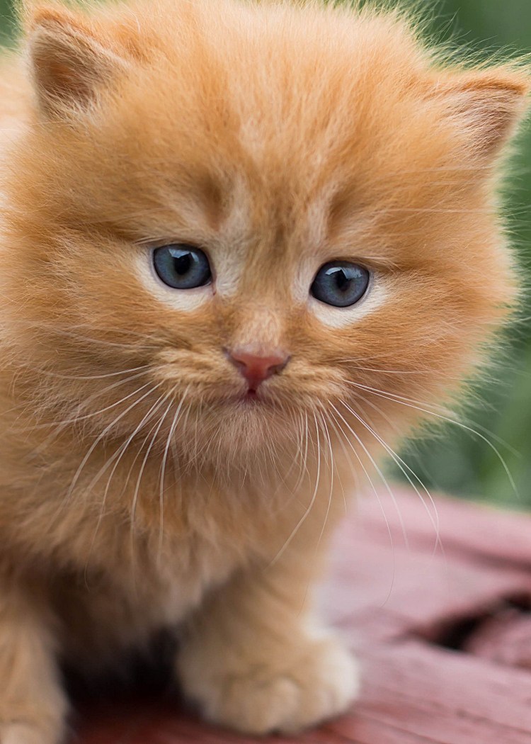 Рыжий кот Мурзик