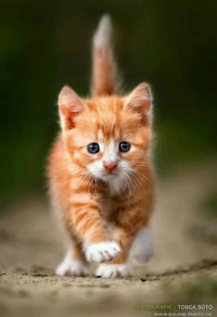 Мейн кун рыжий