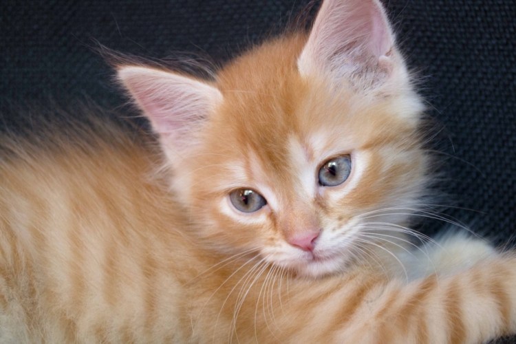 Рыжие котята с голубыми глазами