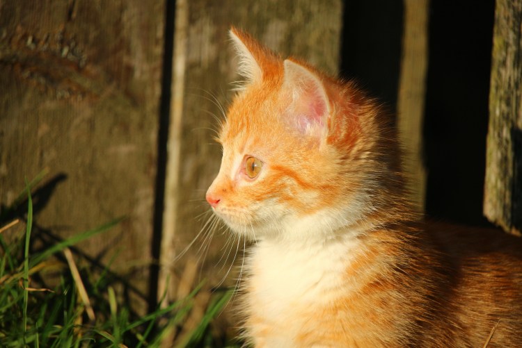 Красивый рыжий котенок