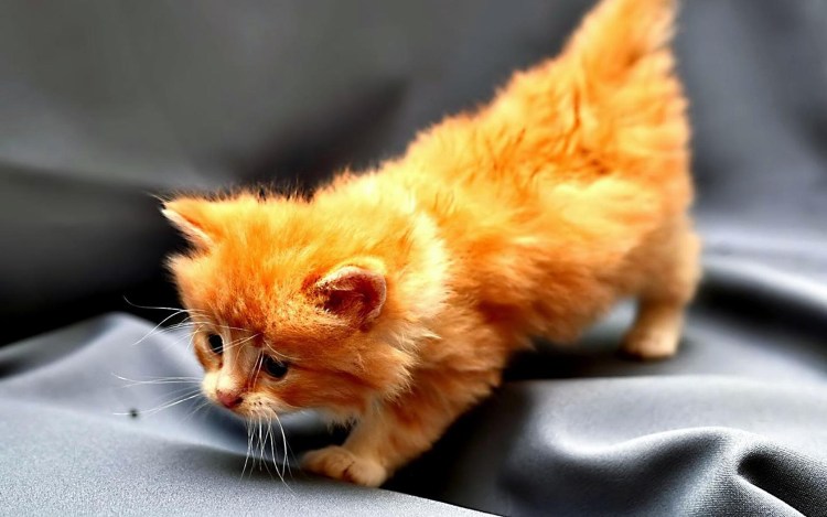 Рыжий котёнок