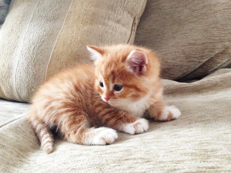 Рыжий пушистый котенок