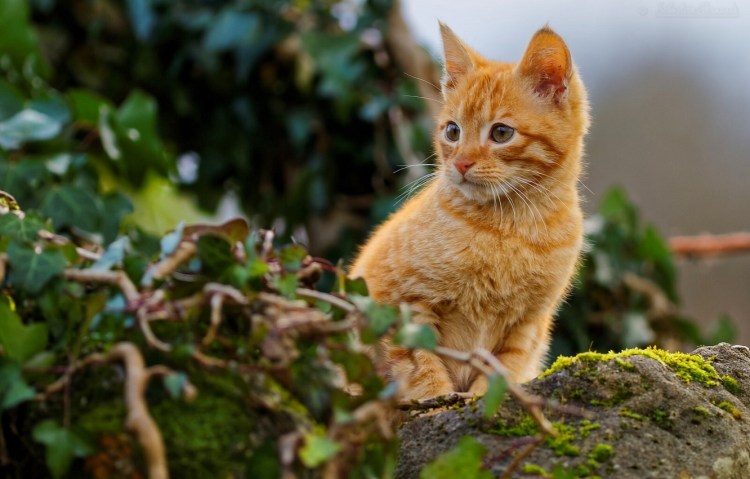 Манчкин кошка рыжая