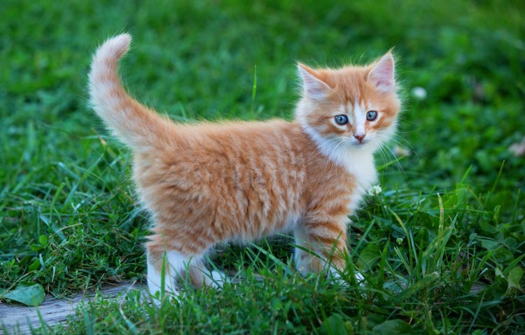 Милые котята