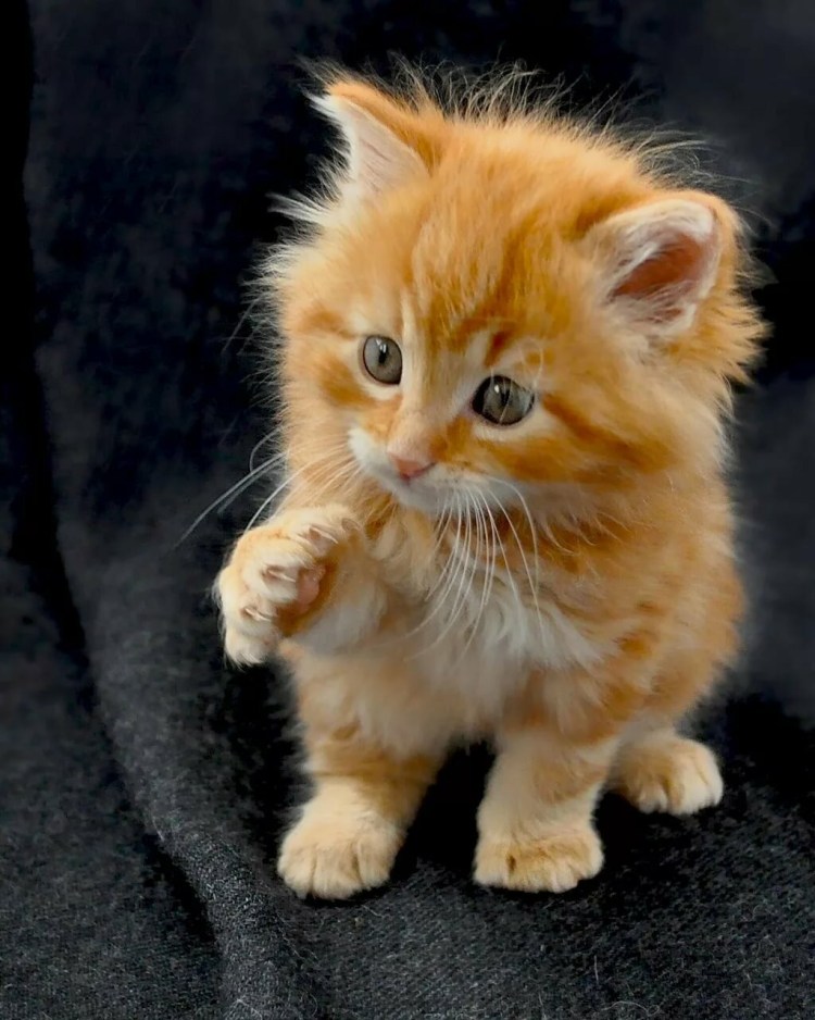 Сибирский Мейн кун рыжий