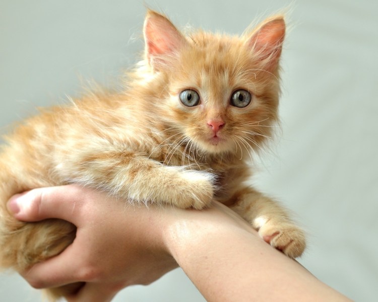 Рыжий котёнок