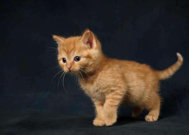 Мейн кун рыжий котенок