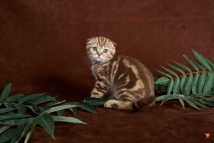 Скоттиш фолд мраморный прямоухий