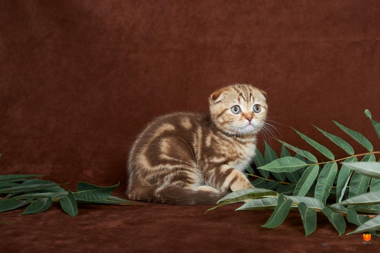 Скоттиш фолд мраморный
