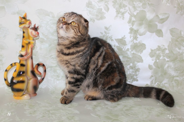 Скоттиш фолд шоколадный мрамор