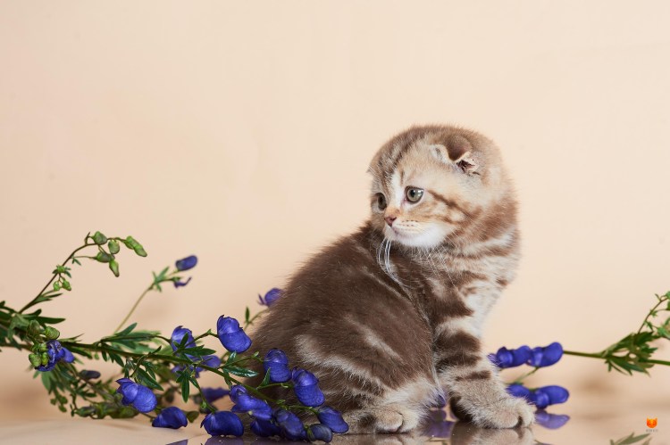 Скоттиш фолд Браун табби мраморный