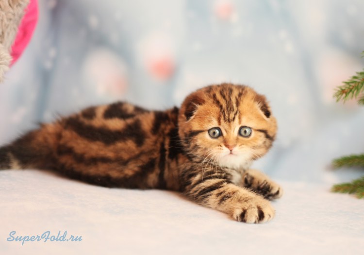 Котята скоттиш фолд мраморные
