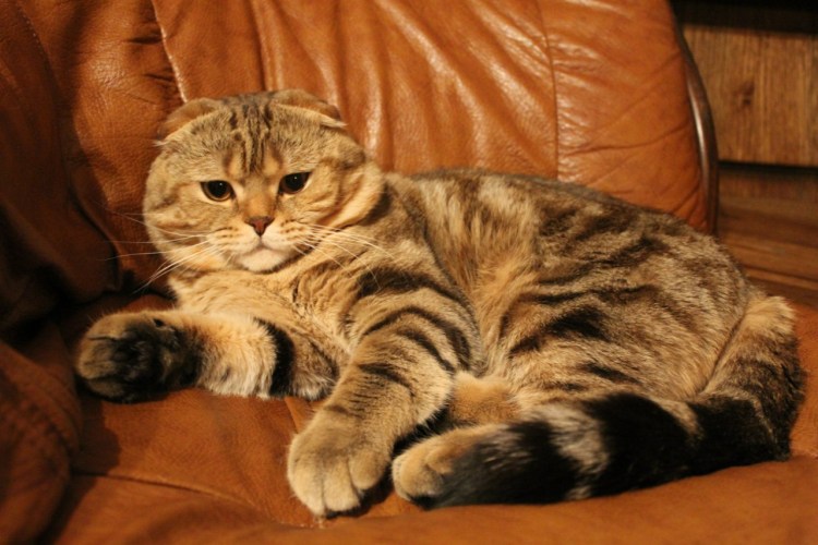 Мраморные Шотландские котята вислоухие вискас