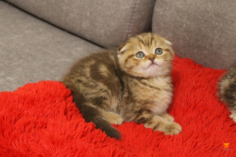Котята Шотландские вислоухие окрас фолд