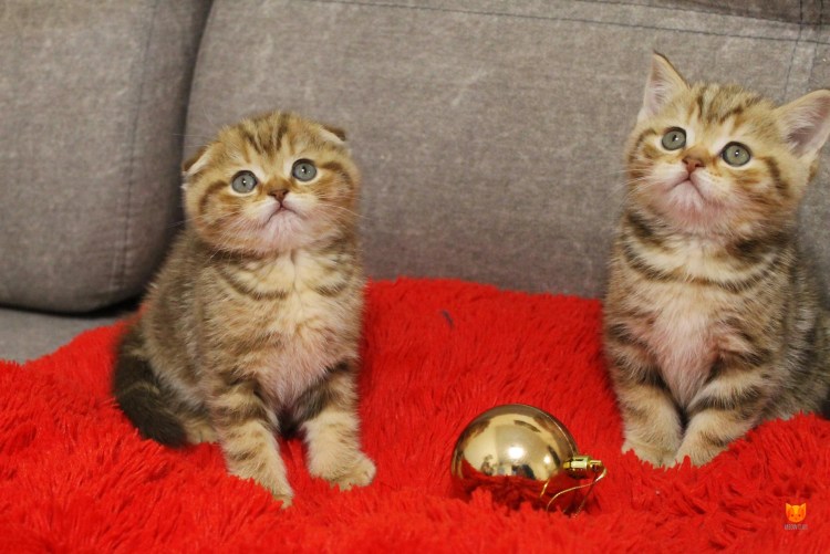 Скоттиш фолд мраморный Тигренок