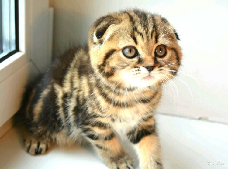 Скоттиш фолд Браун табби на золоте