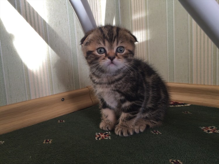 Шотландская вислоухая кошка