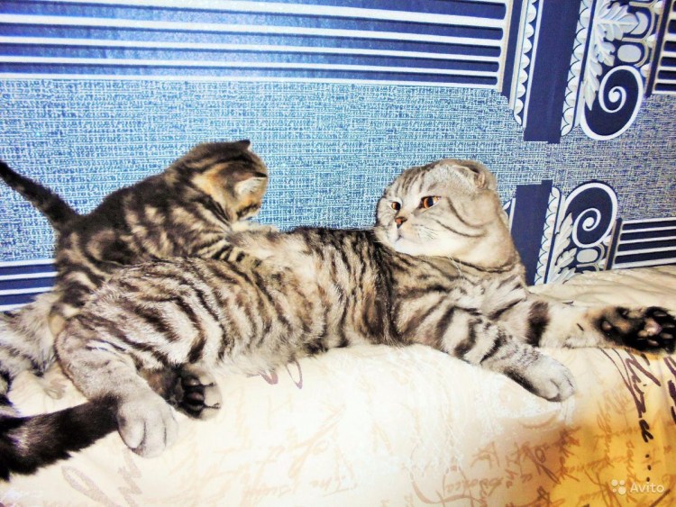 Шотландские мраморята