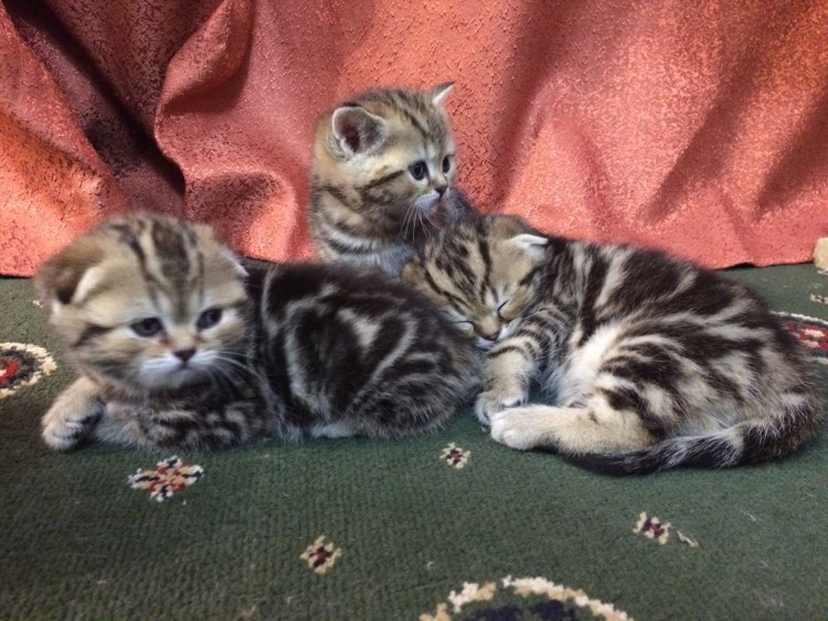 Шотландская вислоухая черный табби