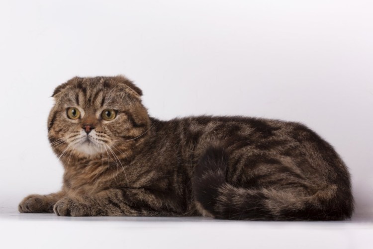 Шотландский кот прямоухий мраморный на золоте