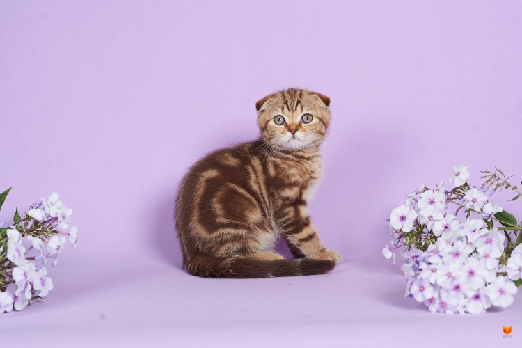 Золотая мраморная вислоухая кошка