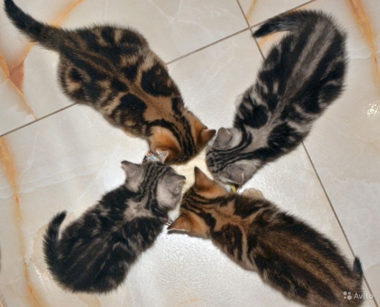 Шотландский скоттиш фолд мраморный