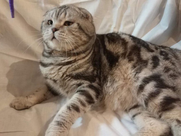 Шотландская вислоухая кошка мраморный табби