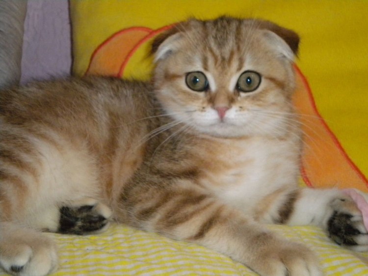 Кот британский вислоухий мраморный золотой