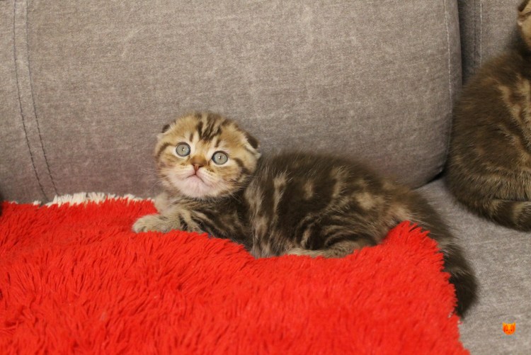 Шотландская вислоухая золотистый табби