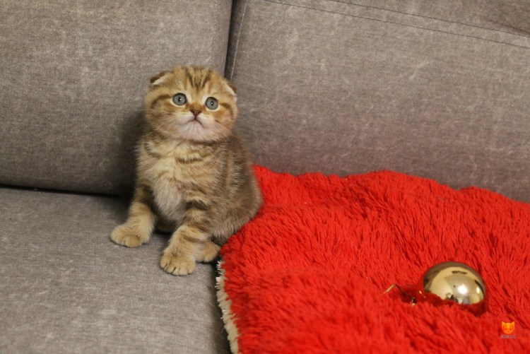 Гагарин и котенок