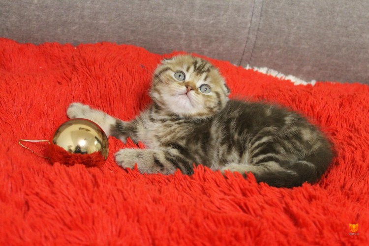 Дохлая кошка мраморная вислоухая фото