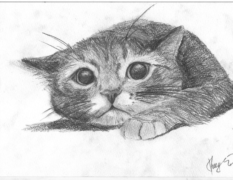 Красивые рисунки кошек карандашом