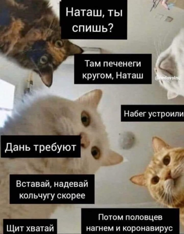 Мемы кот с открытым ртом