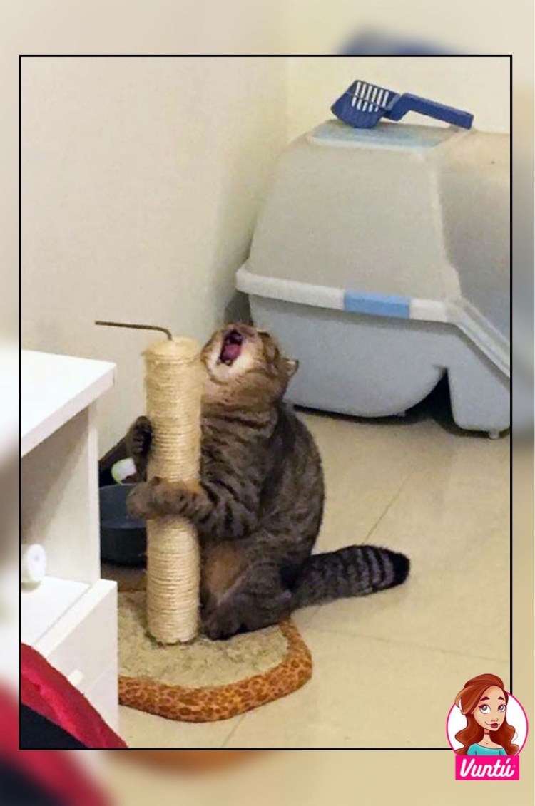 Кот в шляпе кричит