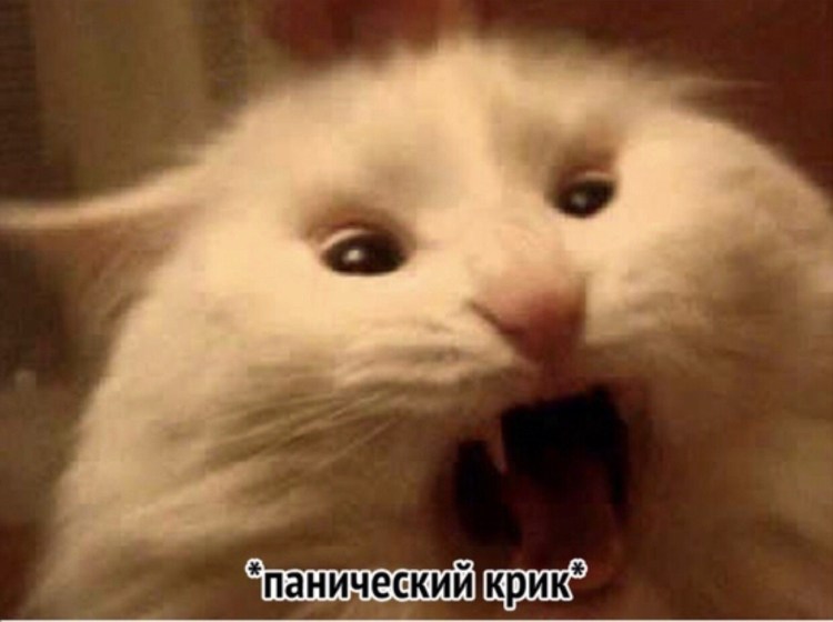 Мемы с орущим котом