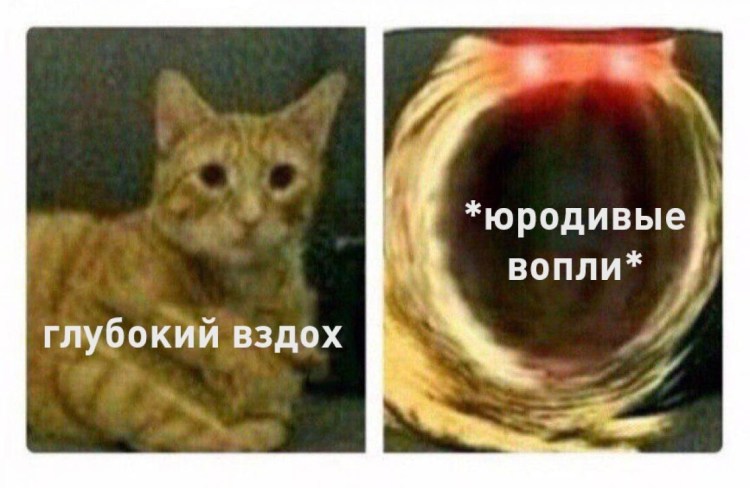 Кот ааааааа