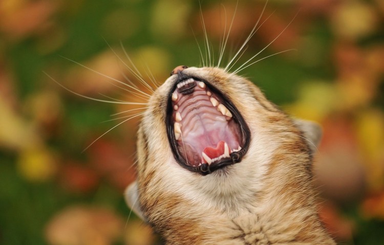 Белый котенок орет