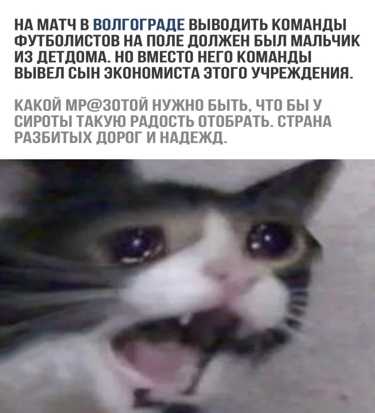 Кричащий кот Мем