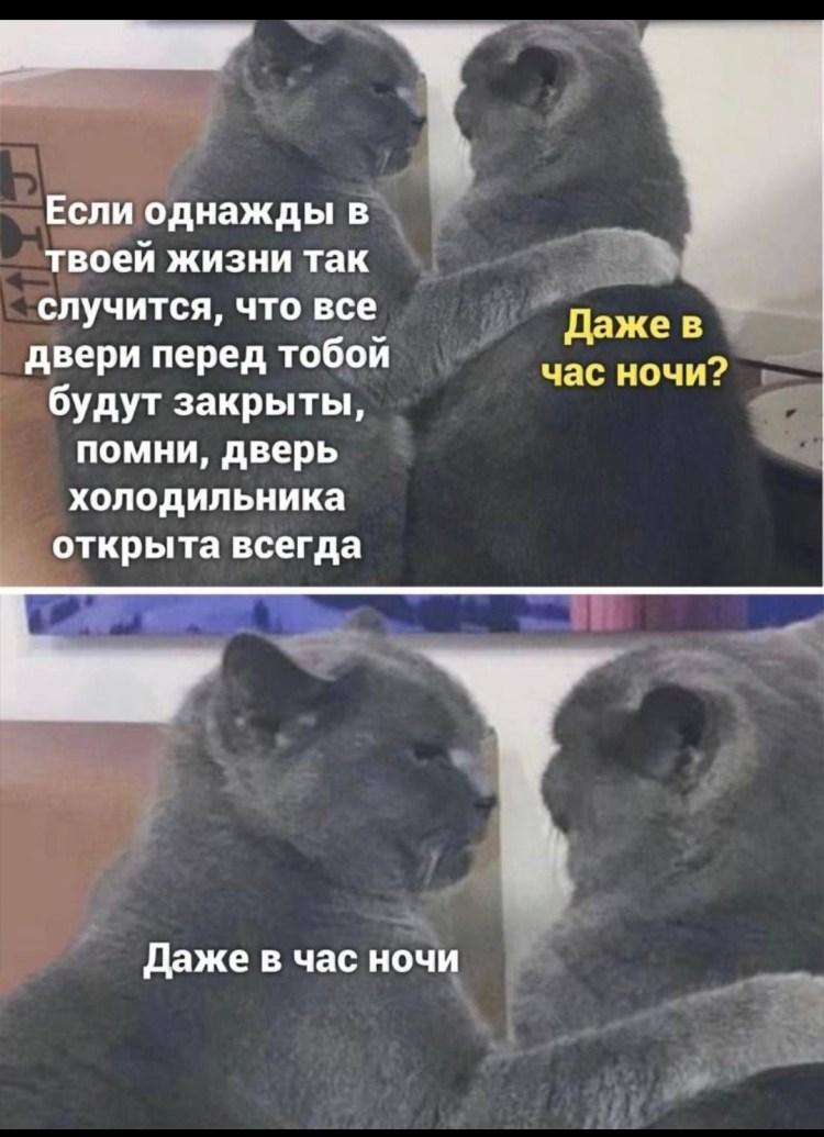 Кричащие коты мемы