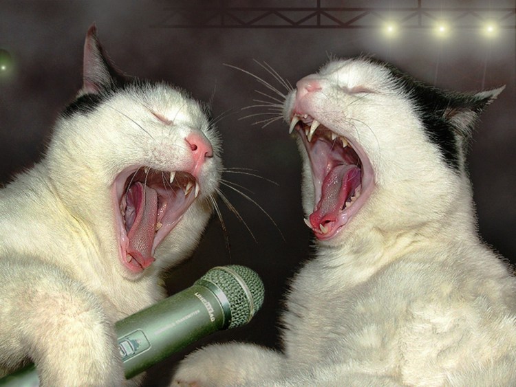 Кричащий кот