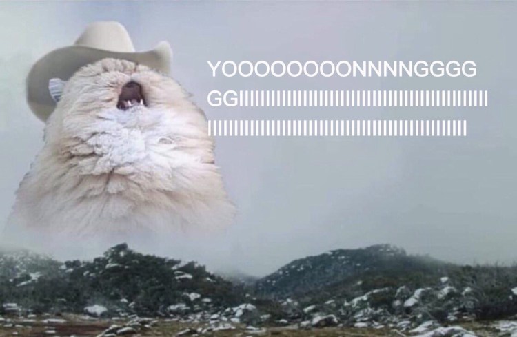 Орущий толстый кот