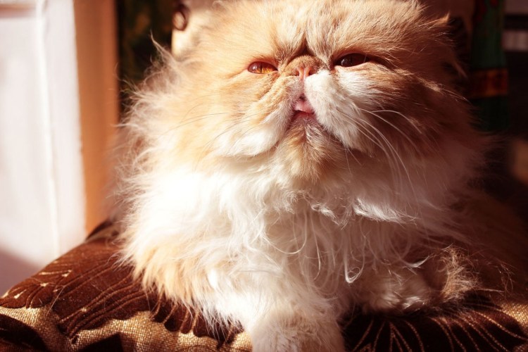 Порода перс экстремал