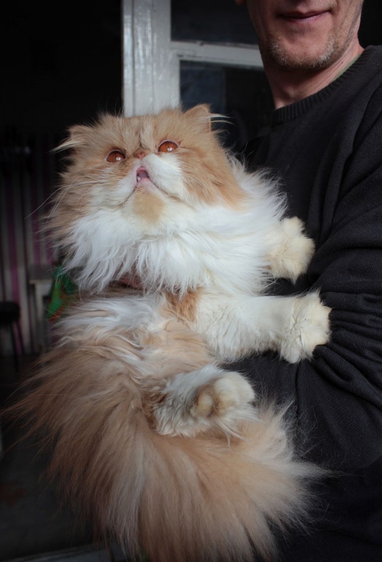 Персидский экзот экстремал