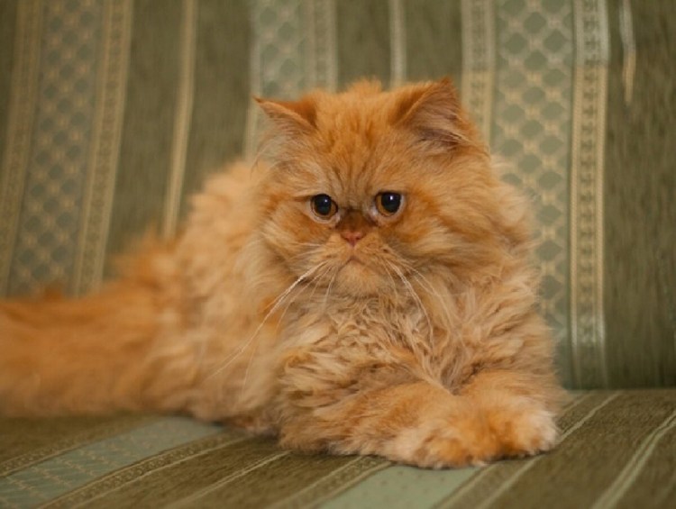 Рыжий персидский кот
