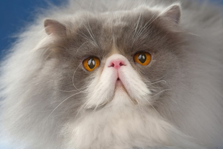 Порода кота персидский экстремал